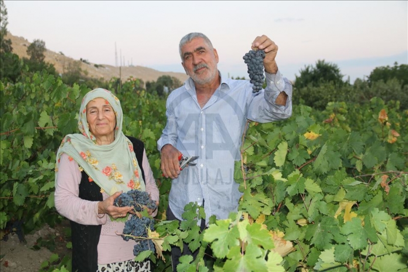 Van'da Urartular'dan miras kalan bağcılık kültürü