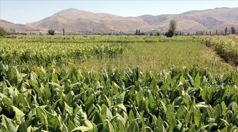 Adıyaman çiftçisinin tütün telaşı başladı