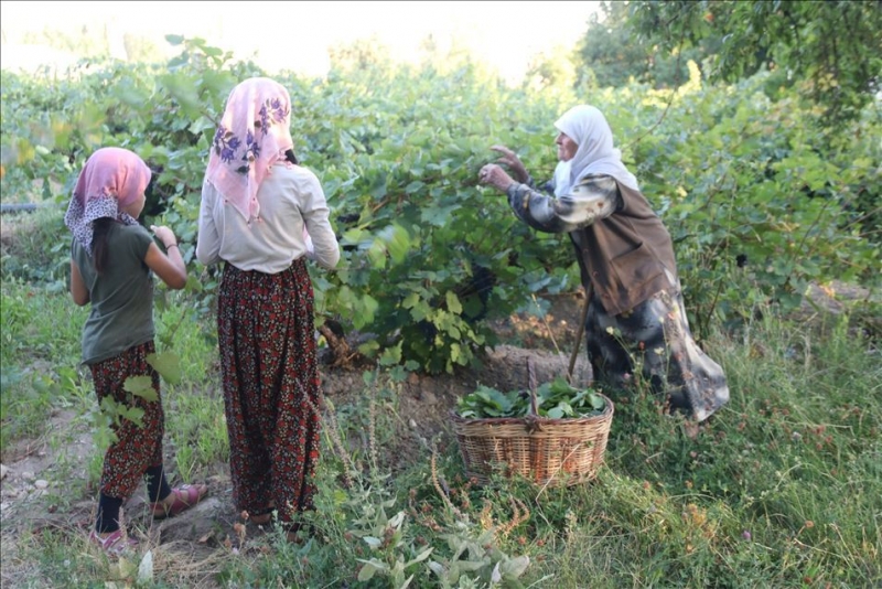 Van'da Urartular'dan miras kalan bağcılık kültürü