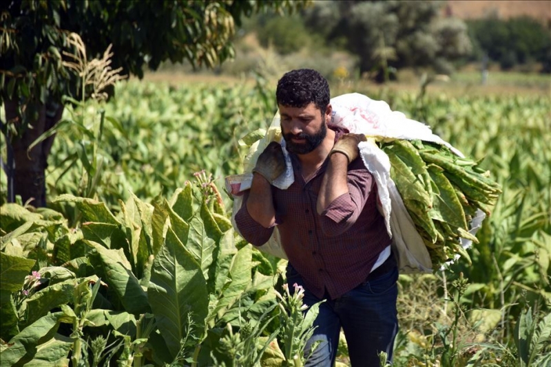 Adıyaman çiftçisinin tütün telaşı başladı