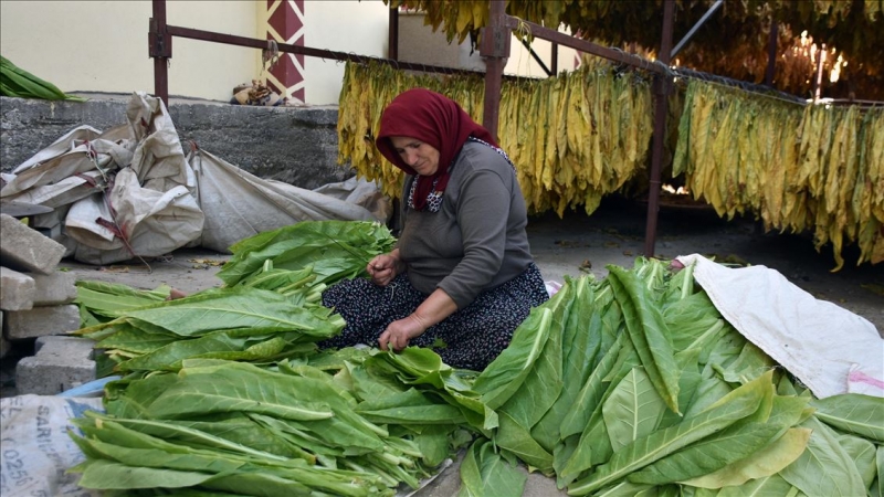 Adıyaman çiftçisinin tütün telaşı başladı