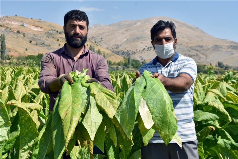 Adıyaman çiftçisinin tütün telaşı başladı