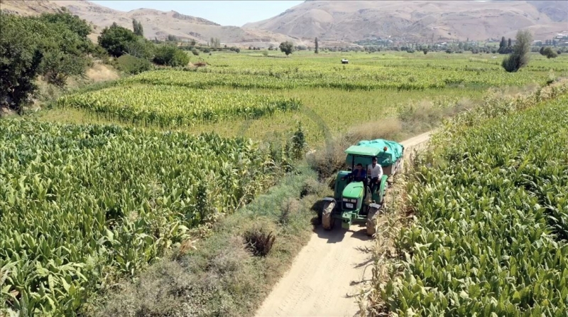 Adıyaman çiftçisinin tütün telaşı başladı