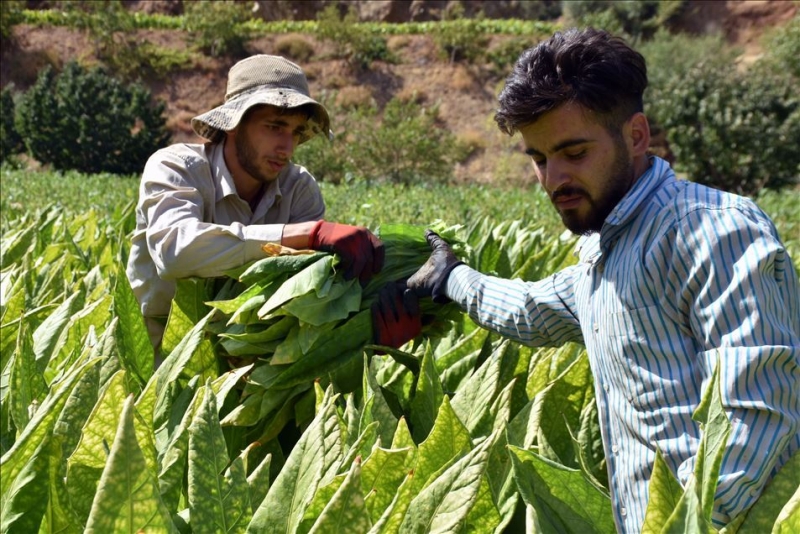 Adıyaman çiftçisinin tütün telaşı başladı