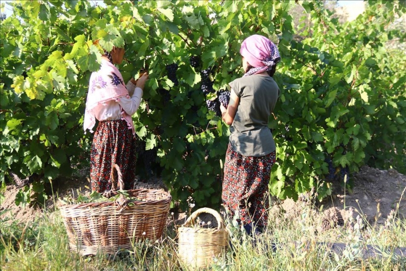 Van'da Urartular'dan miras kalan bağcılık kültürü