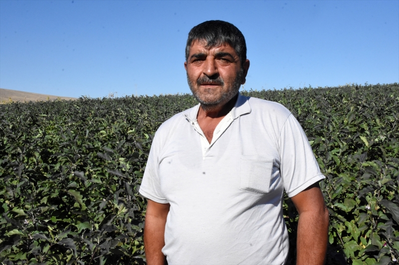  Yamula patlıcanı çiftçinin yüzünü güldürdü
