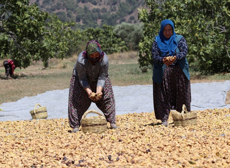 TMO kuru incirde müdahale alımına hazır