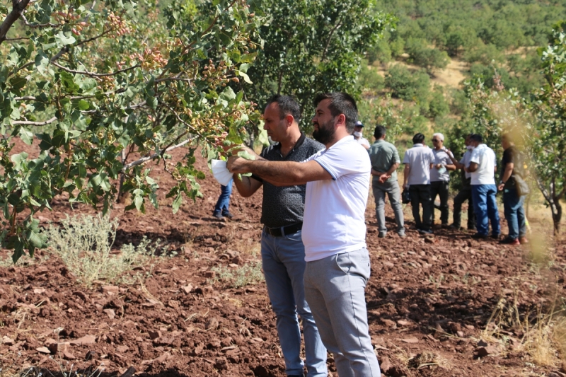  Fıstık aşılanan yabani menengiç ağaçları gelire dönüştü