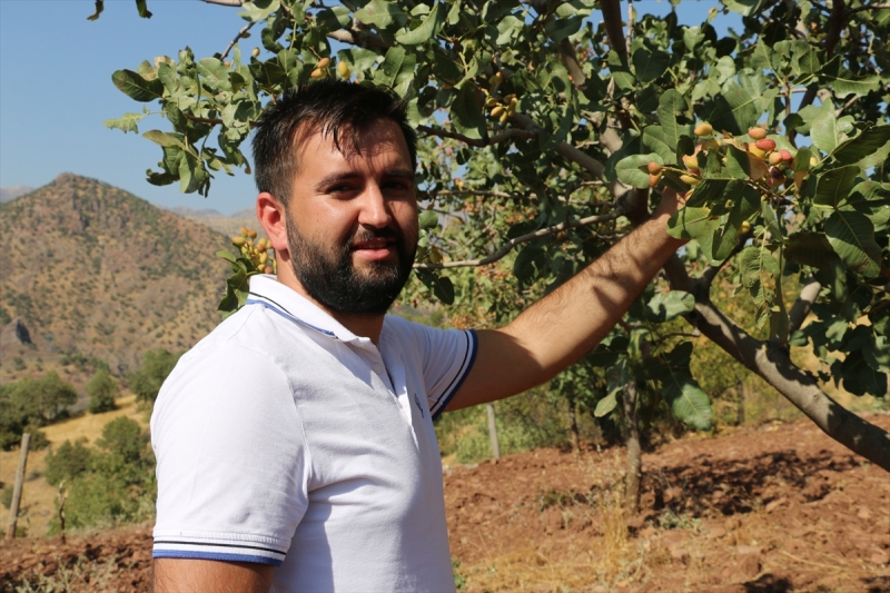  Fıstık aşılanan yabani menengiç ağaçları gelire dönüştü