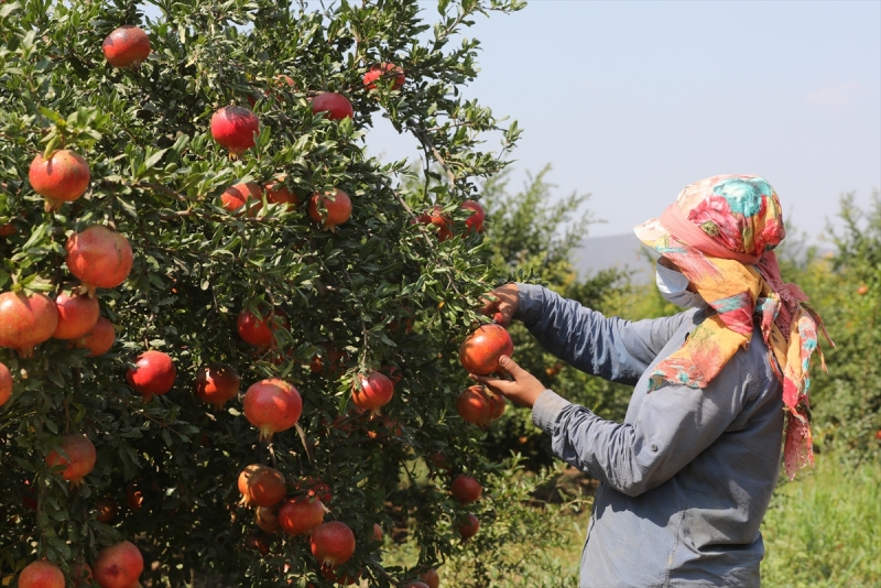  İzmir'de ihracatlık nar hasadı başladı