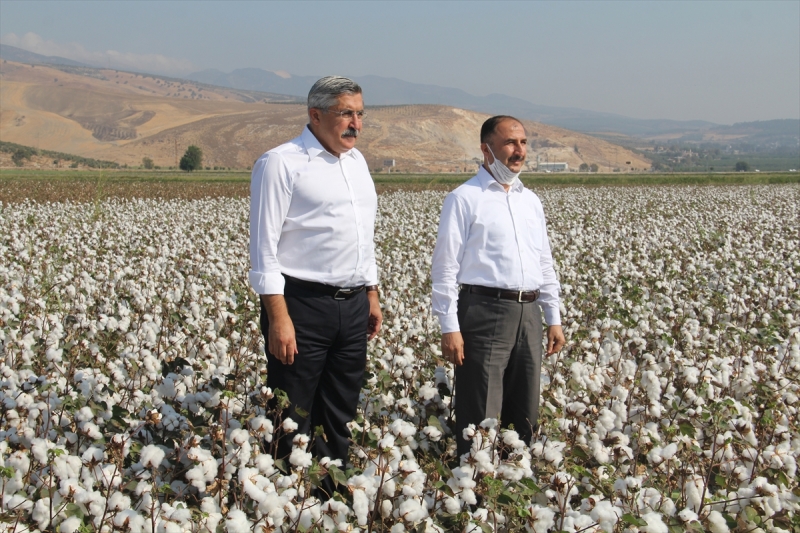  Amik Ovası'nda pamuk hasadı başladı