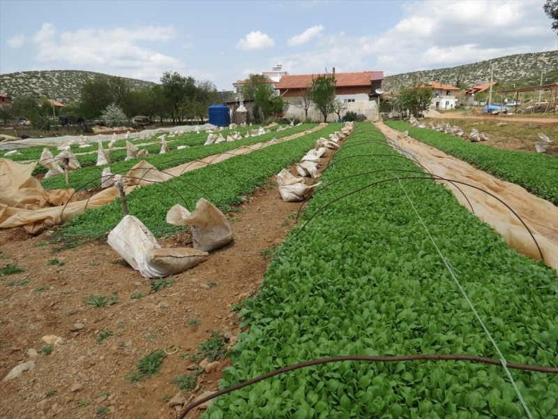  Denizli, tütün üretiminde ilk sırada yer aldı