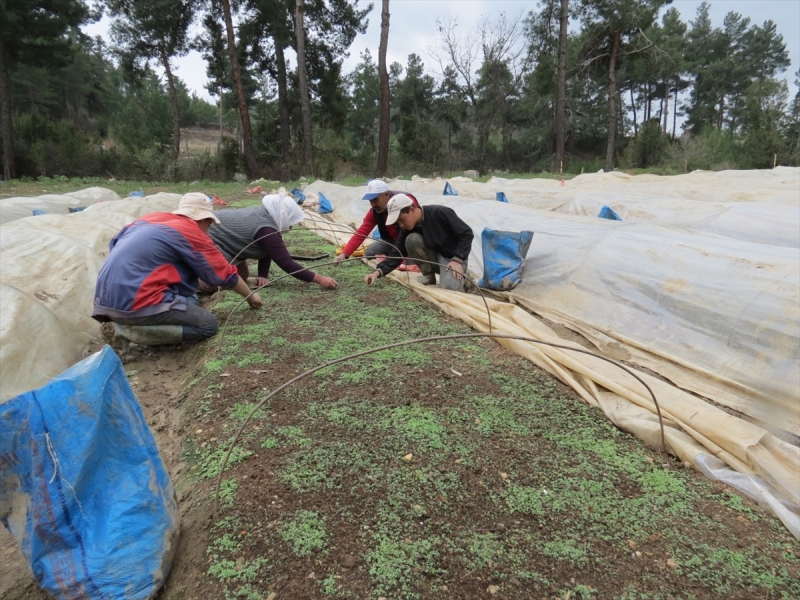  Denizli, tütün üretiminde ilk sırada yer aldı