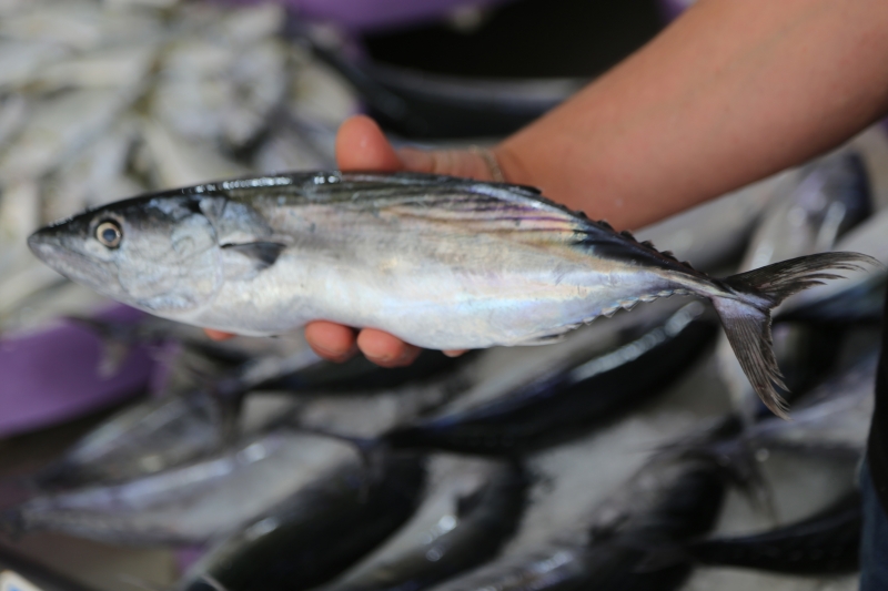  Karadeniz'de oluşan akıntı balık fiyatlarını artırdı