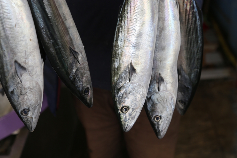 Karadeniz'de oluşan akıntı balık fiyatlarını artırdı