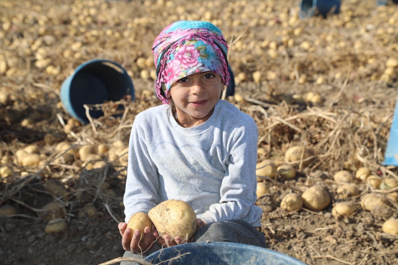  Sivas'ta 350 bin ton patates rekoltesi bekleniyor