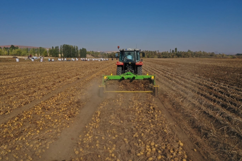  Sivas'ta 350 bin ton patates rekoltesi bekleniyor