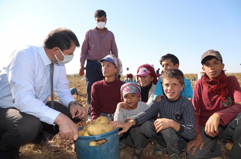  Sivas'ta 350 bin ton patates rekoltesi bekleniyor