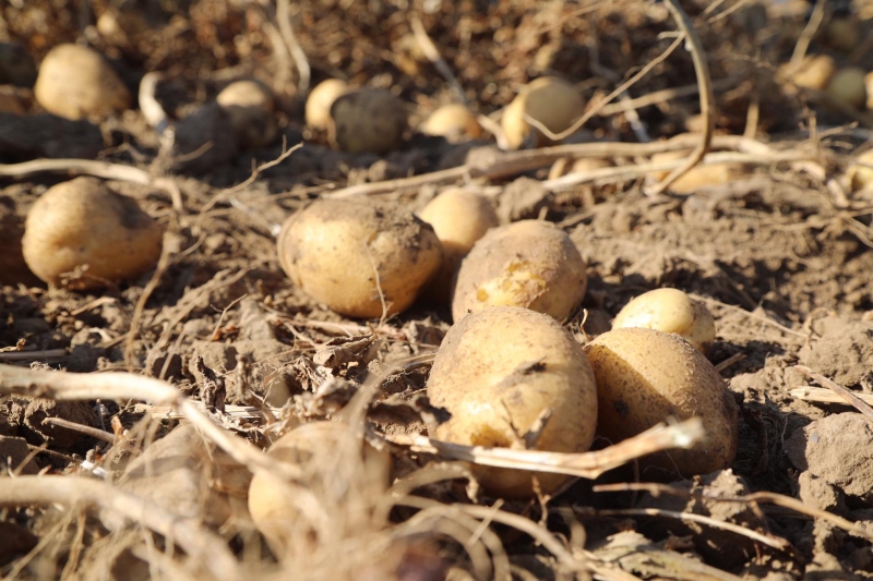  Sivas'ta 350 bin ton patates rekoltesi bekleniyor