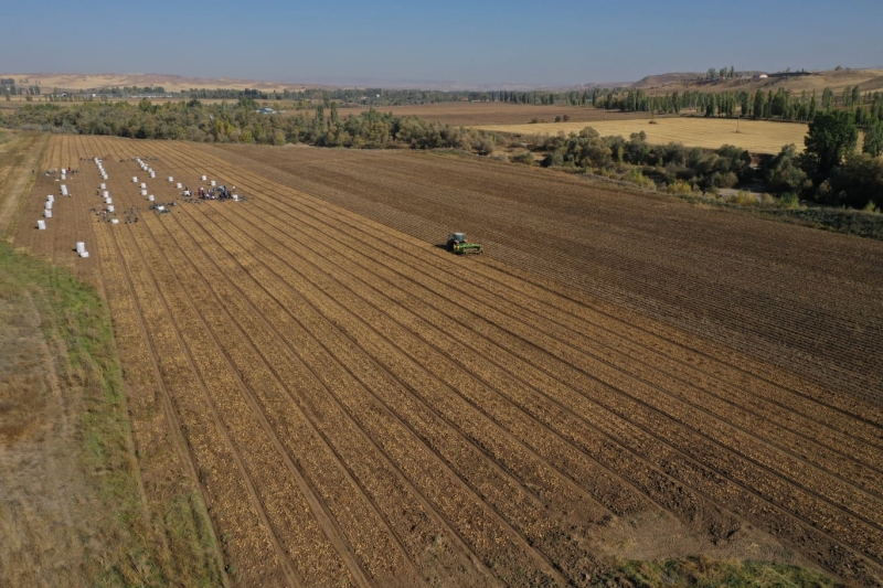  Sivas'ta 350 bin ton patates rekoltesi bekleniyor