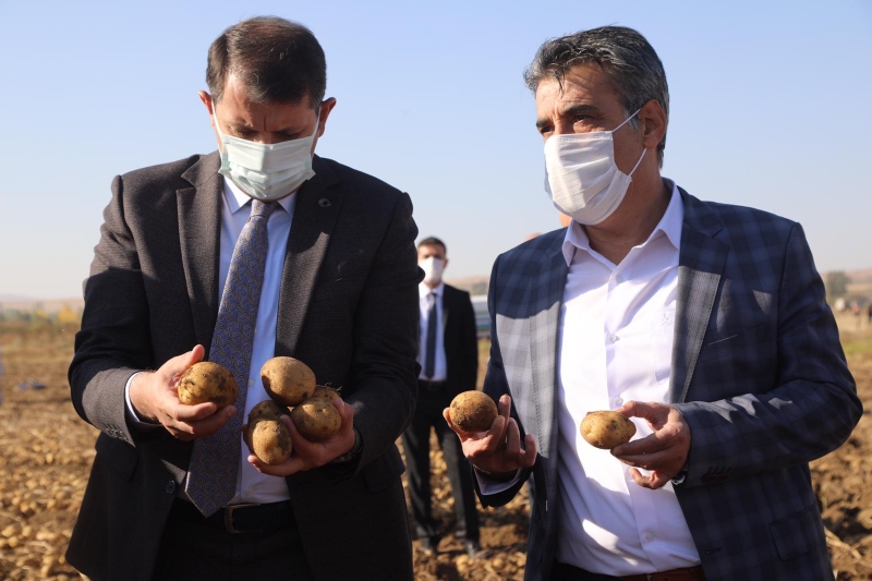  Sivas'ta 350 bin ton patates rekoltesi bekleniyor
