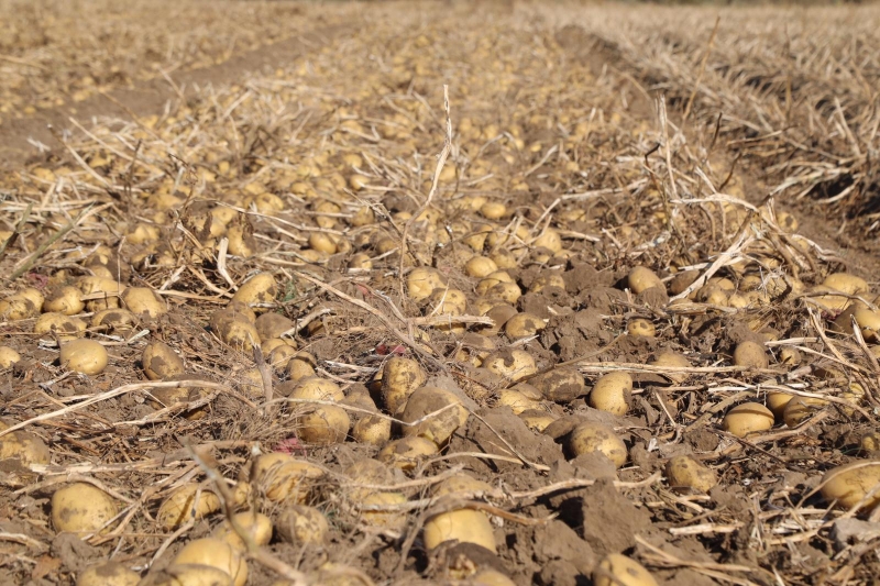  Sivas'ta 350 bin ton patates rekoltesi bekleniyor