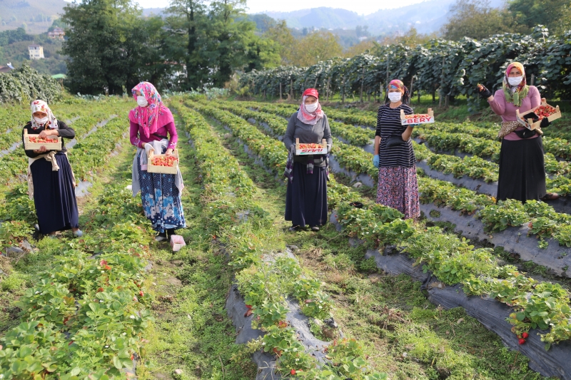 Ordulu çilek üreticisi verimden de fiyattan da memnun