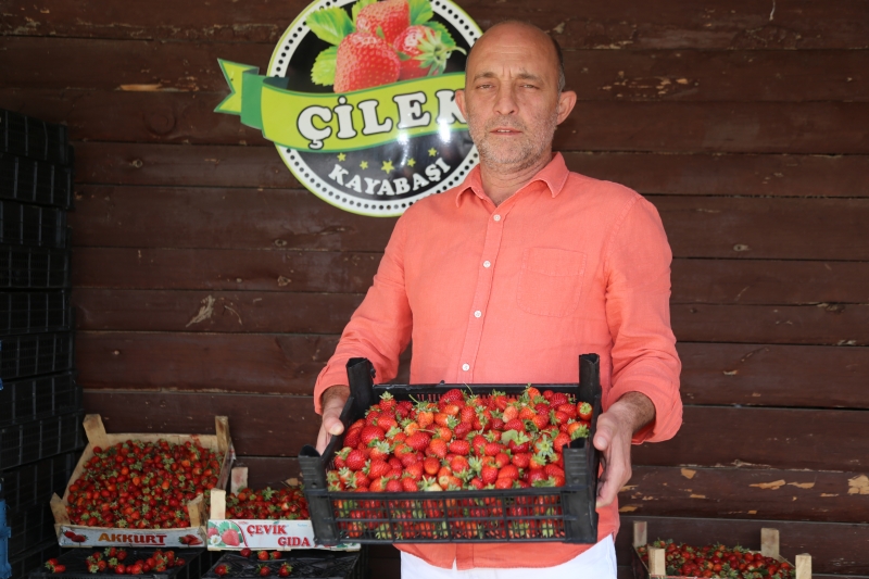Ordulu çilek üreticisi verimden de fiyattan da memnun