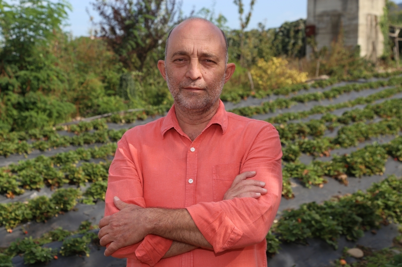 Ordulu çilek üreticisi verimden de fiyattan da memnun