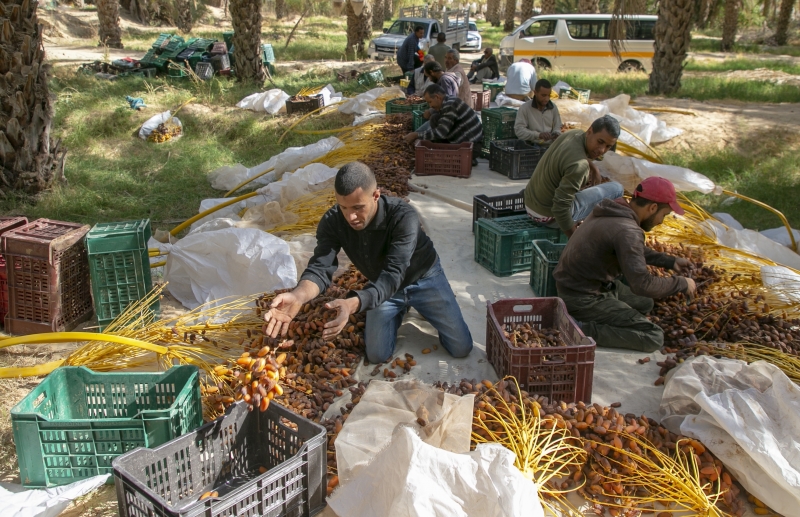  Tunus'ta hurma hasadı
