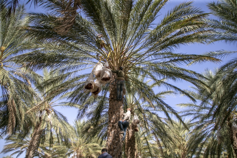  Tunus'ta hurma hasadı