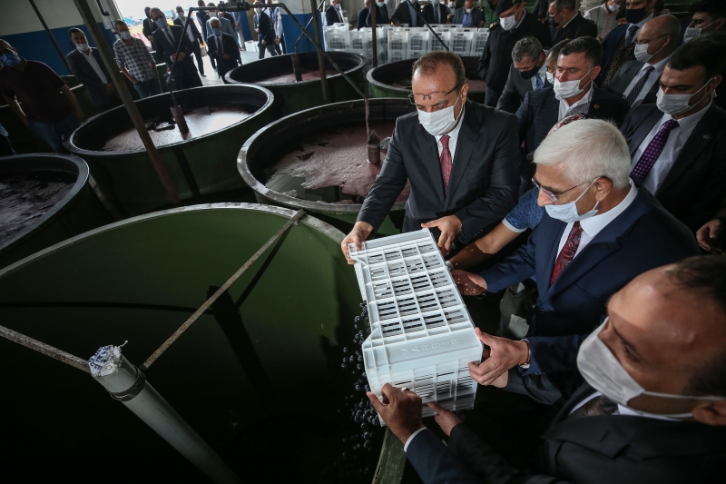 Bursa'da zeytin hasadı başladı