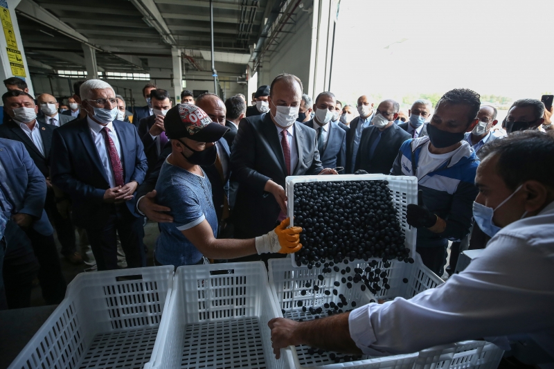 Bursa'da zeytin hasadı başladı