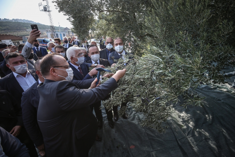 Bursa'da zeytin hasadı başladı