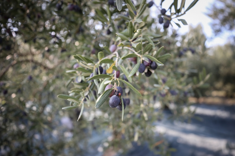 Bursa'da zeytin hasadı başladı