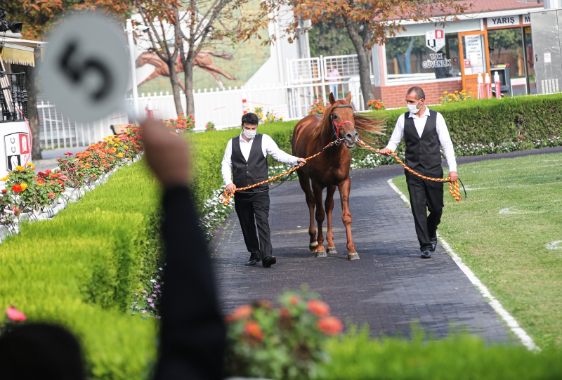  16 elit tayın satışı Veliefendi'de gerçekleştirildi