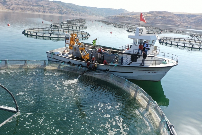 Kayseri'de Yamula Barajı'nda 1400 ton somon balığı üretildi