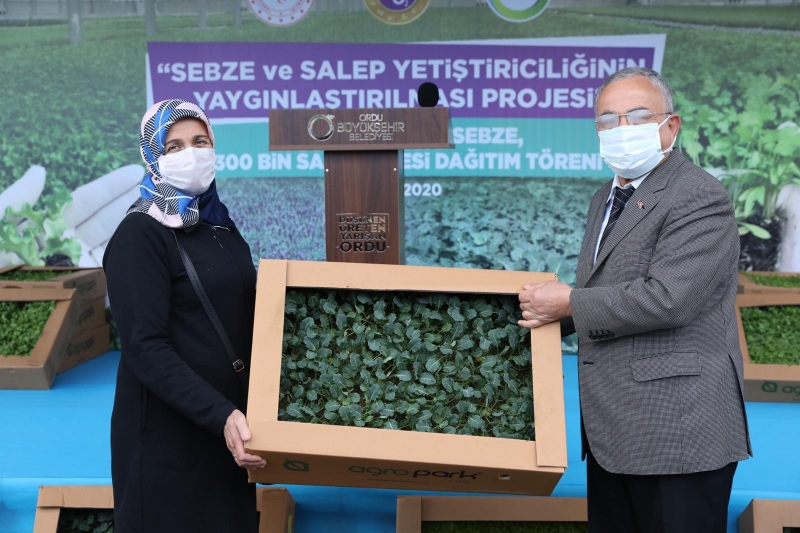  Ordu'da üreticilere 1 milyon kışlık sebze ve 300 bin salep fidesi dağıtıldı