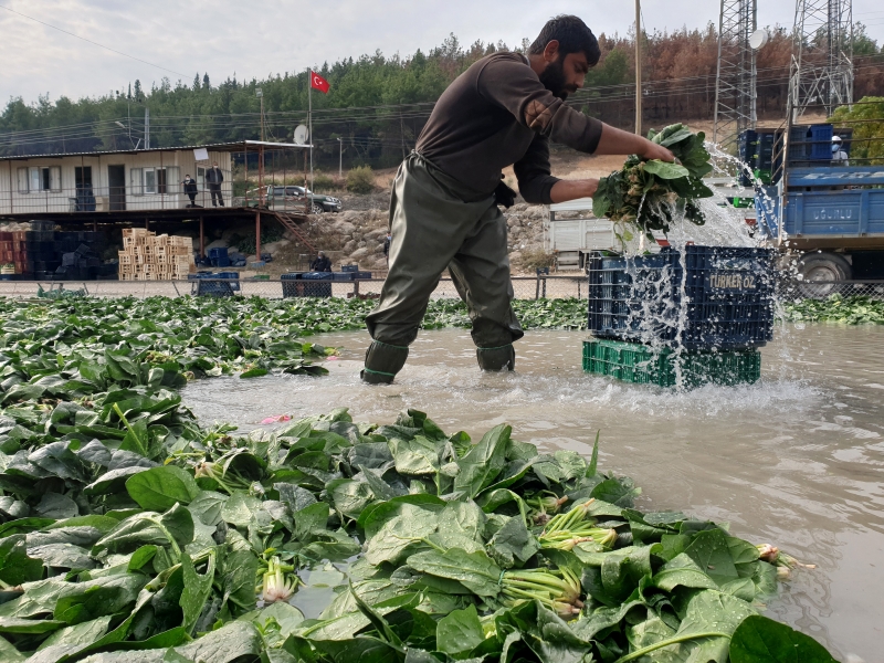  Osmaniye'de ıspanak hasadı başladı