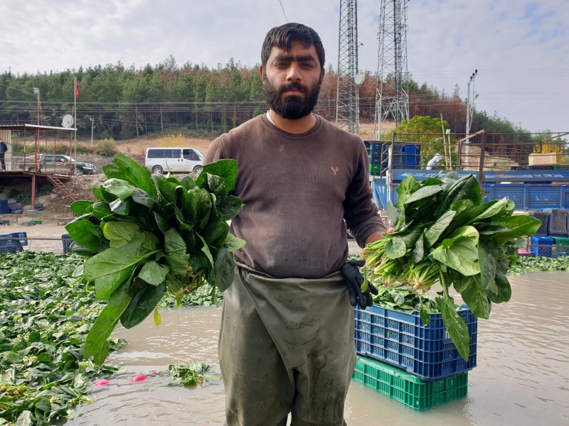  Osmaniye'de ıspanak hasadı başladı