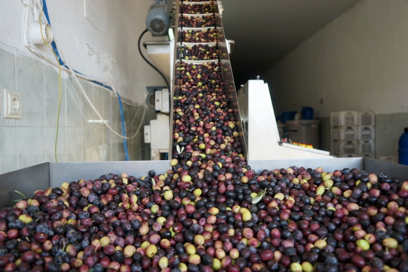Balıkesir'de zeytin üreticilerinin 