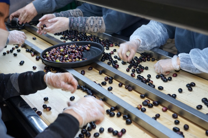 Balıkesir'de zeytin üreticilerinin 