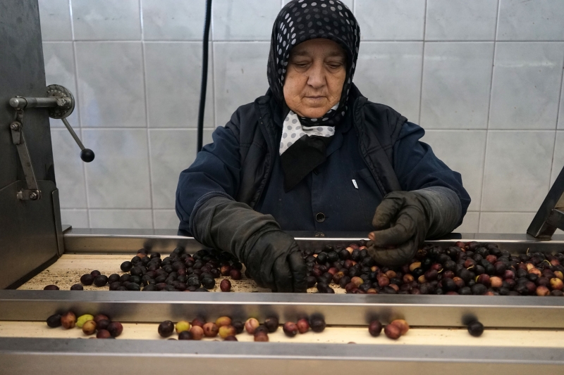 Balıkesir'de zeytin üreticilerinin 