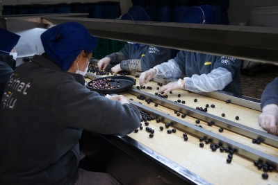 Balıkesir'de zeytin üreticilerinin 