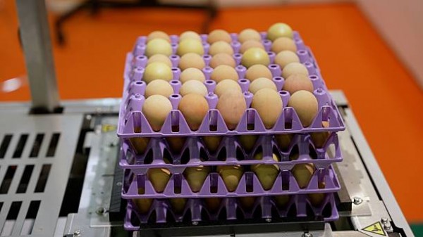 Avrupa’da Yumurta Krizi: Rota Türkiye!