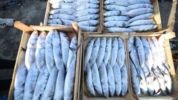 Karadeniz'de Palamut Sezonu Başladı
