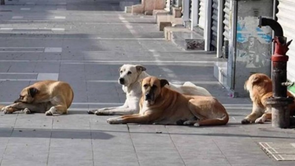 81 İl'de Sokak Köpeği Denetimleri Başlıyor