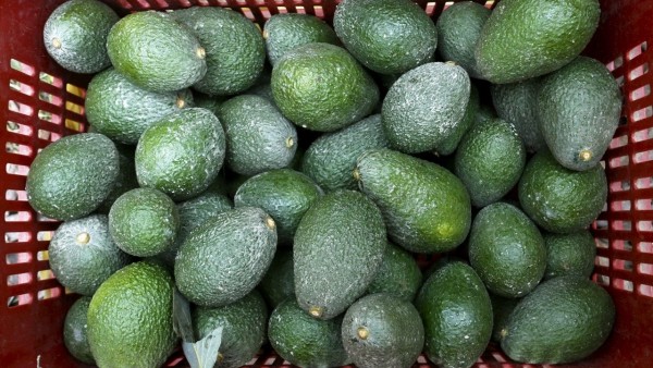 Hindistan'da Avokado Talebi Artıyor, Fiyatlar İki Katına Çıktı