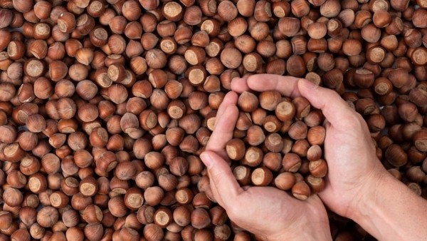 Fındıkta Maliyet ve Rekabet Baskısı: Eski Stoklar Fiyatları Zorluyor