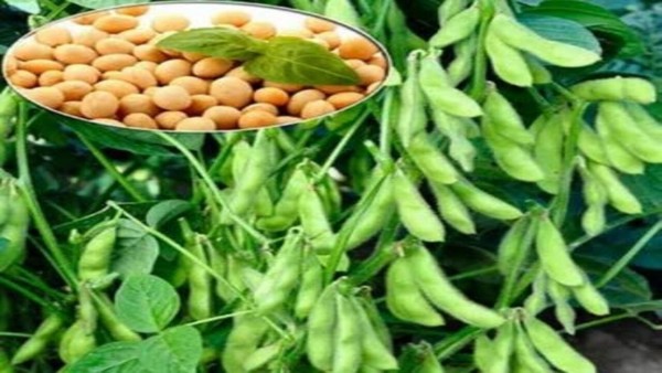 Soya Fasulyesi Fiyatları Yükseldi: ABD-Çin Temasları Etkili Oldu